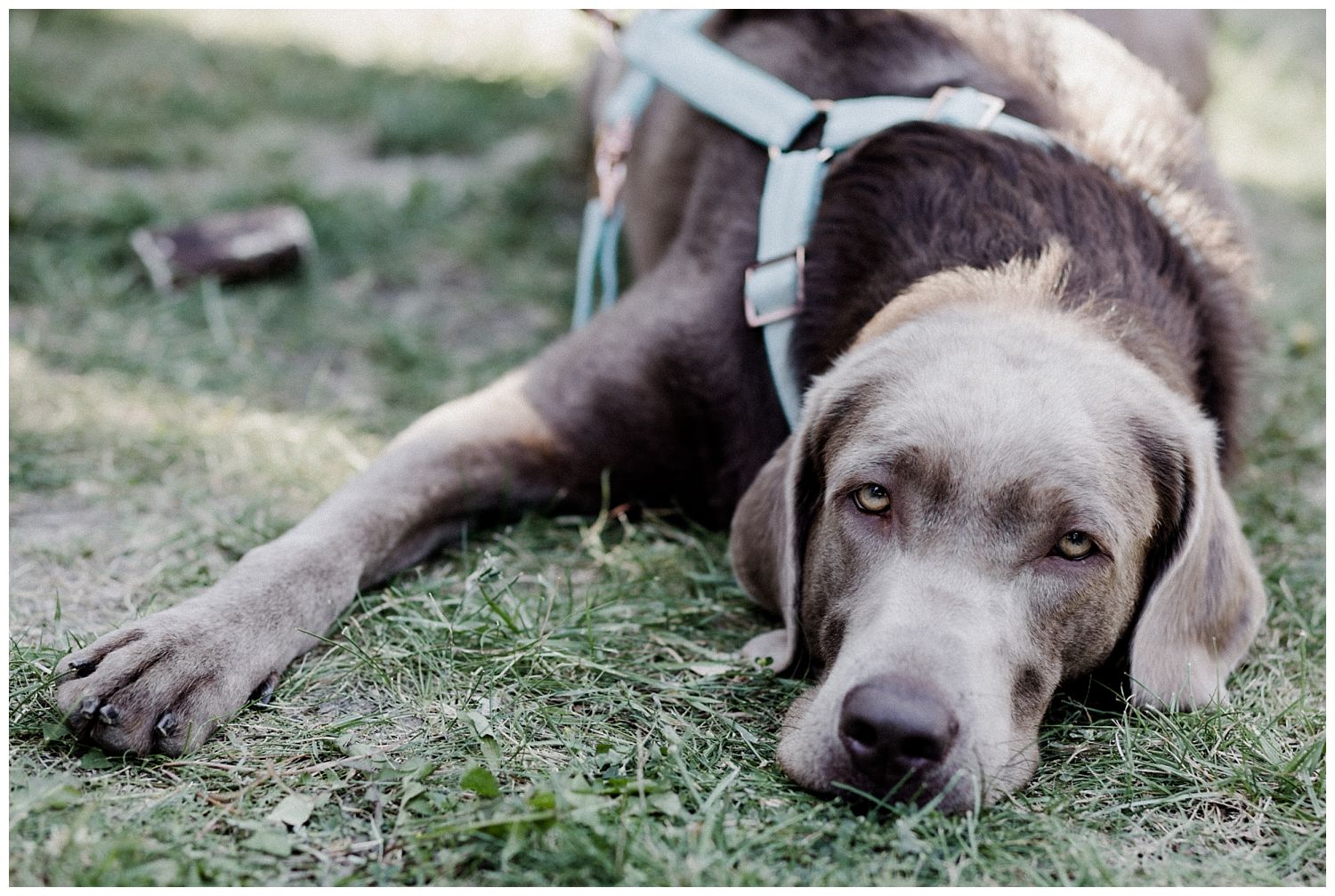 Weddingdog Kalandahaus Trausdorf Eisenstadt